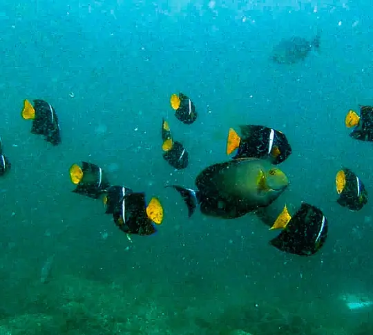Snorkeling Fish